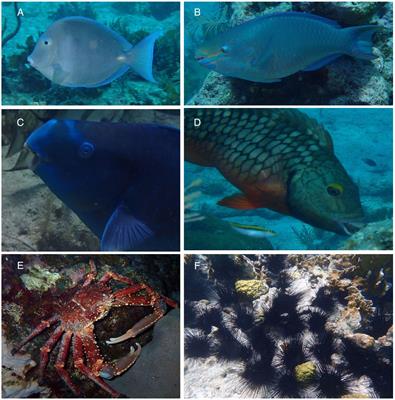 Restoration of herbivory on Caribbean coral reefs: are fishes, urchins, or crabs the solution?